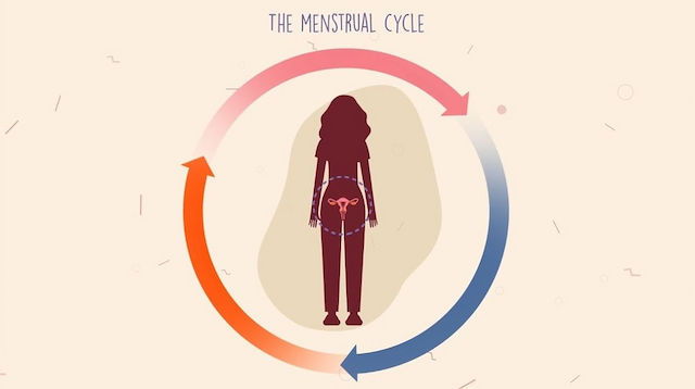 The Menstrual Cycle